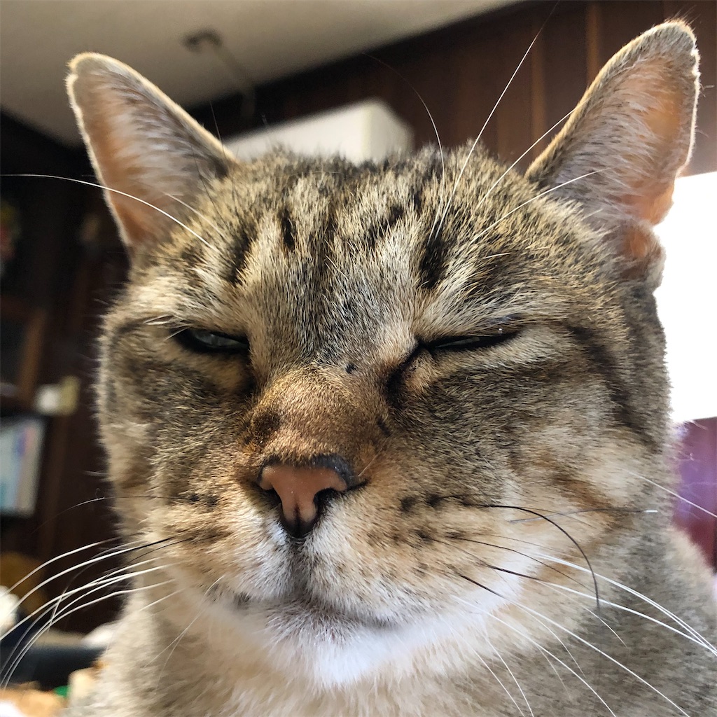 f:id:annesea:20210606145213j:image f:id:annesea:20210606145213j:image