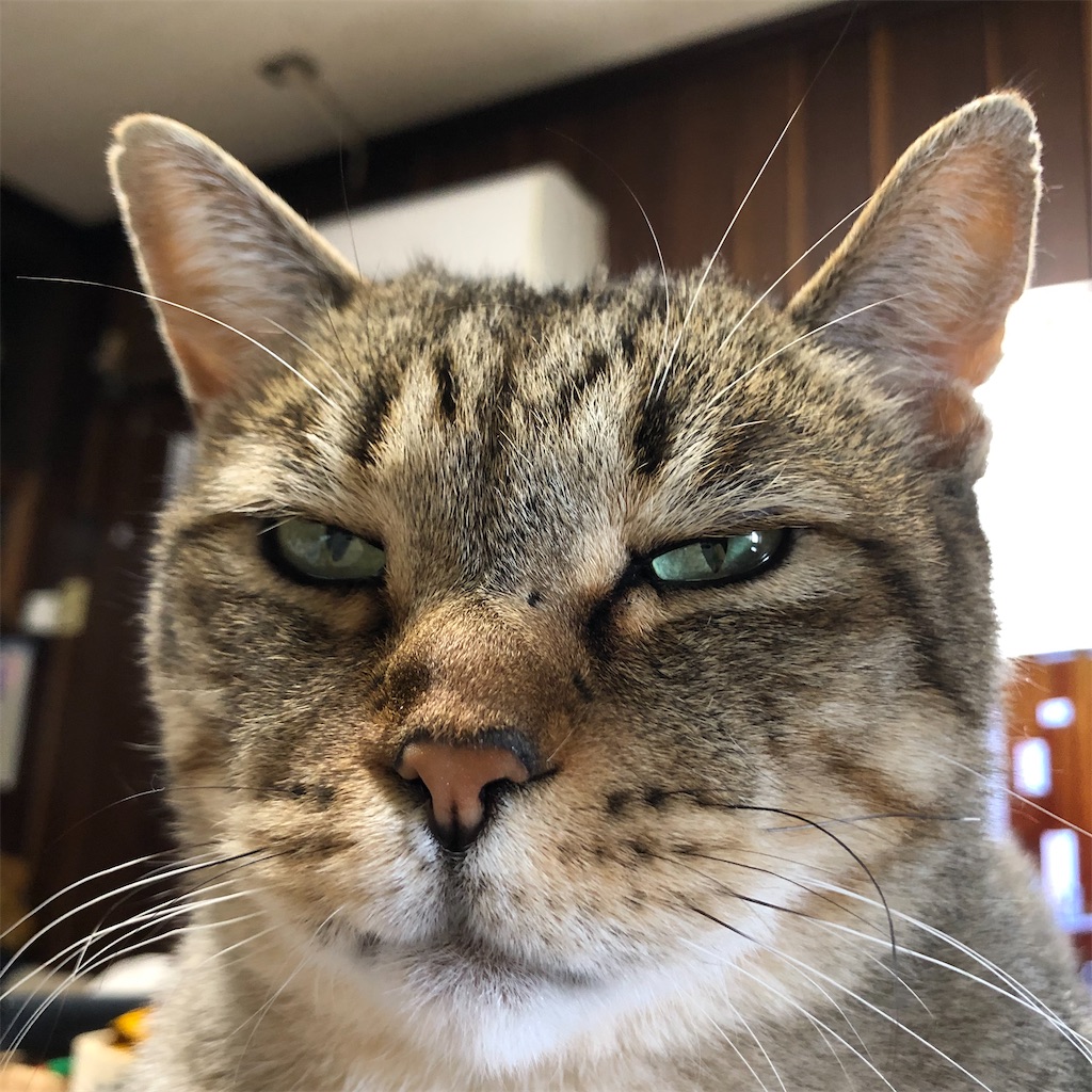 f:id:annesea:20210606145216j:image f:id:annesea:20210606145216j:image