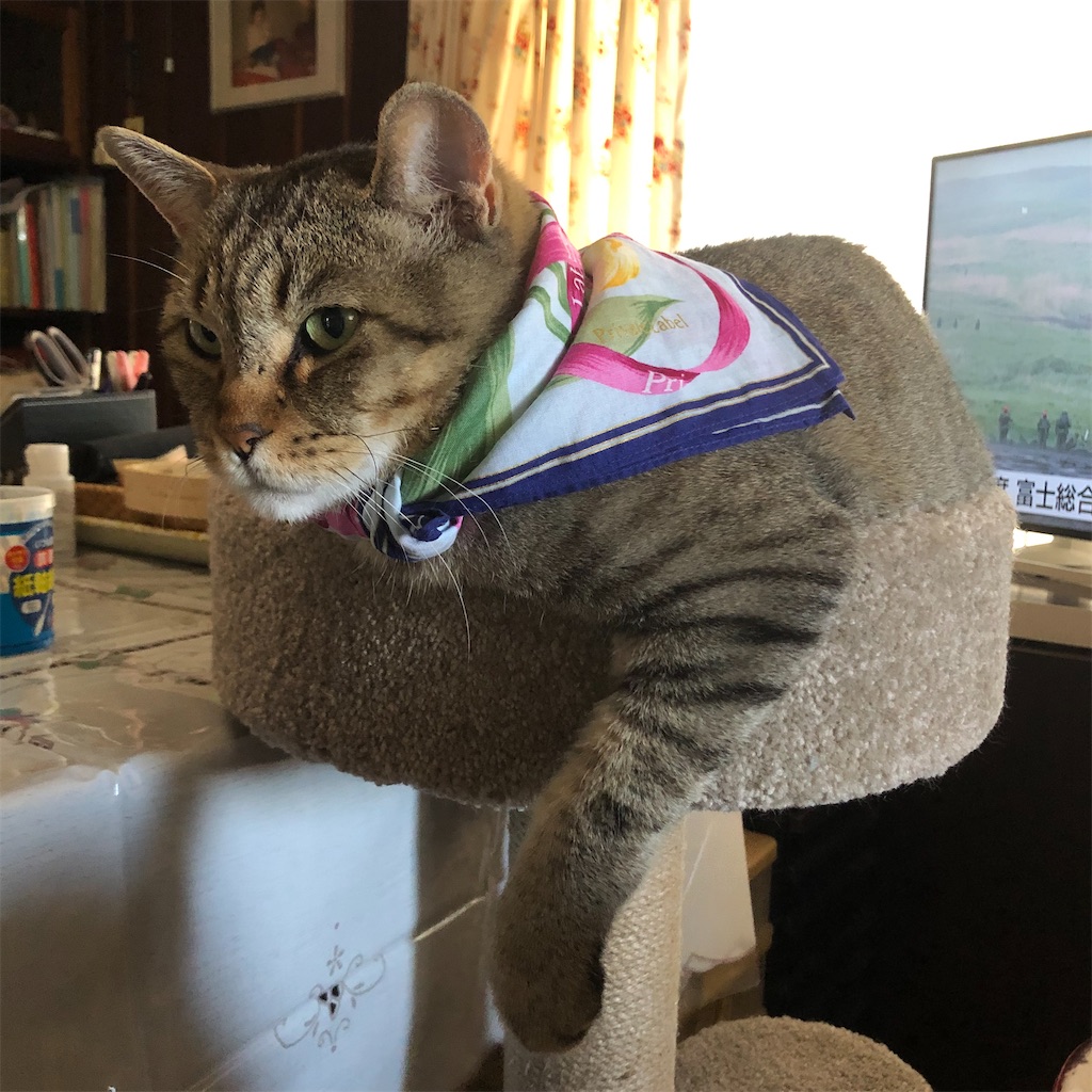 f:id:annesea:20210609220404j:image f:id:annesea:20210609220404j:image