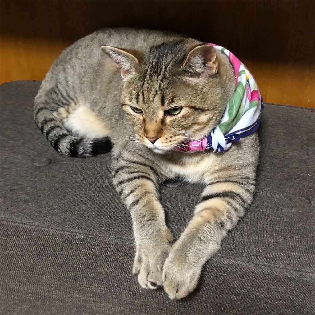 f:id:annesea:20210609220408j:image f:id:annesea:20210609220408j:image