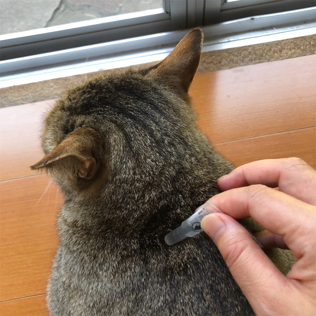 f:id:annesea:20210609220411j:image f:id:annesea:20210609220411j:image