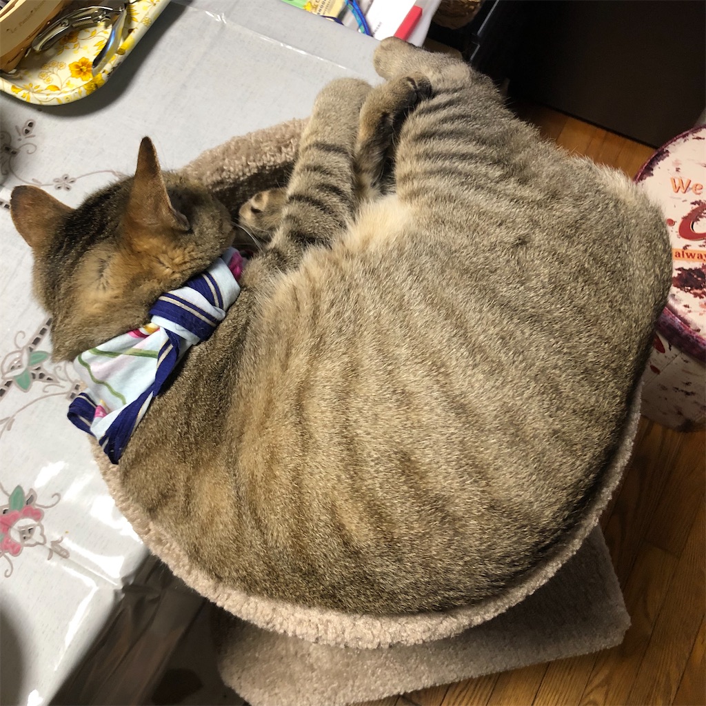 f:id:annesea:20210609223054j:image f:id:annesea:20210609223054j:image