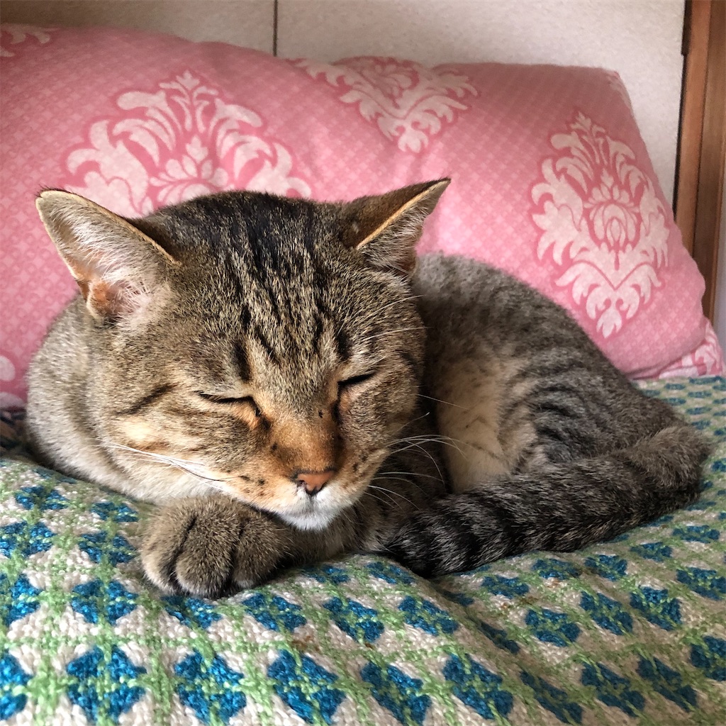 f:id:annesea:20210618002140j:image