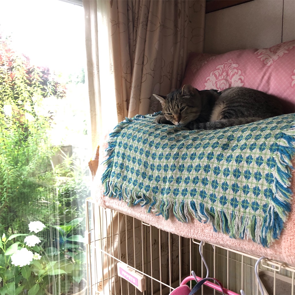 f:id:annesea:20210618002148j:image