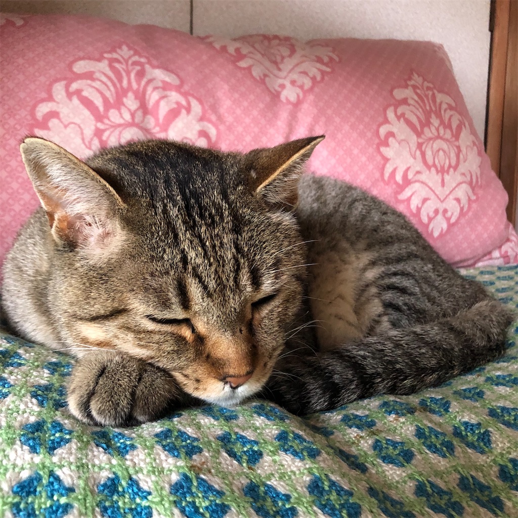 f:id:annesea:20210618002151j:image