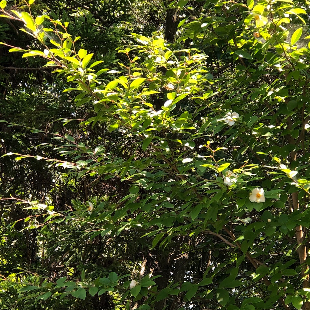 f:id:annesea:20210621201042j:image