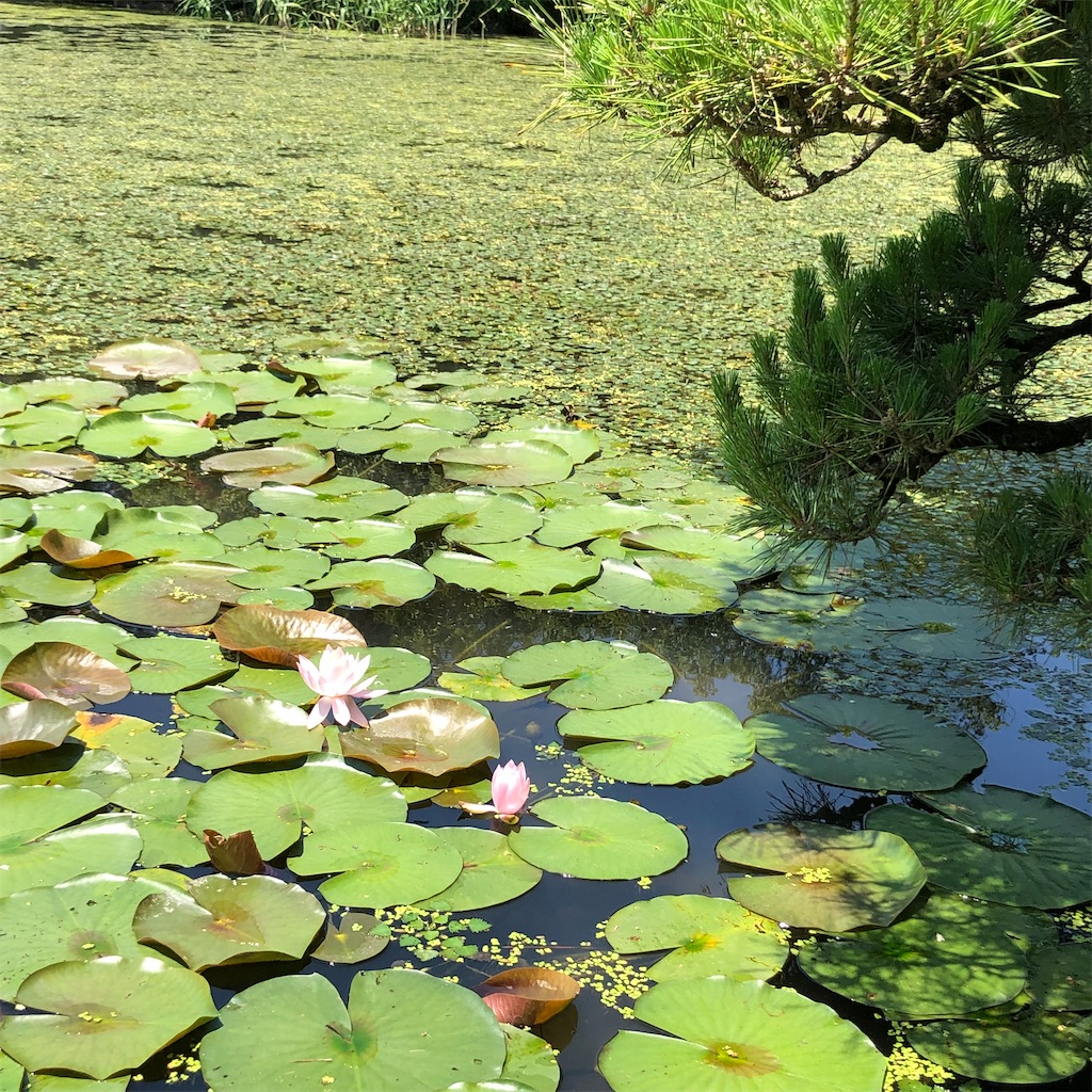 f:id:annesea:20210621201100j:image