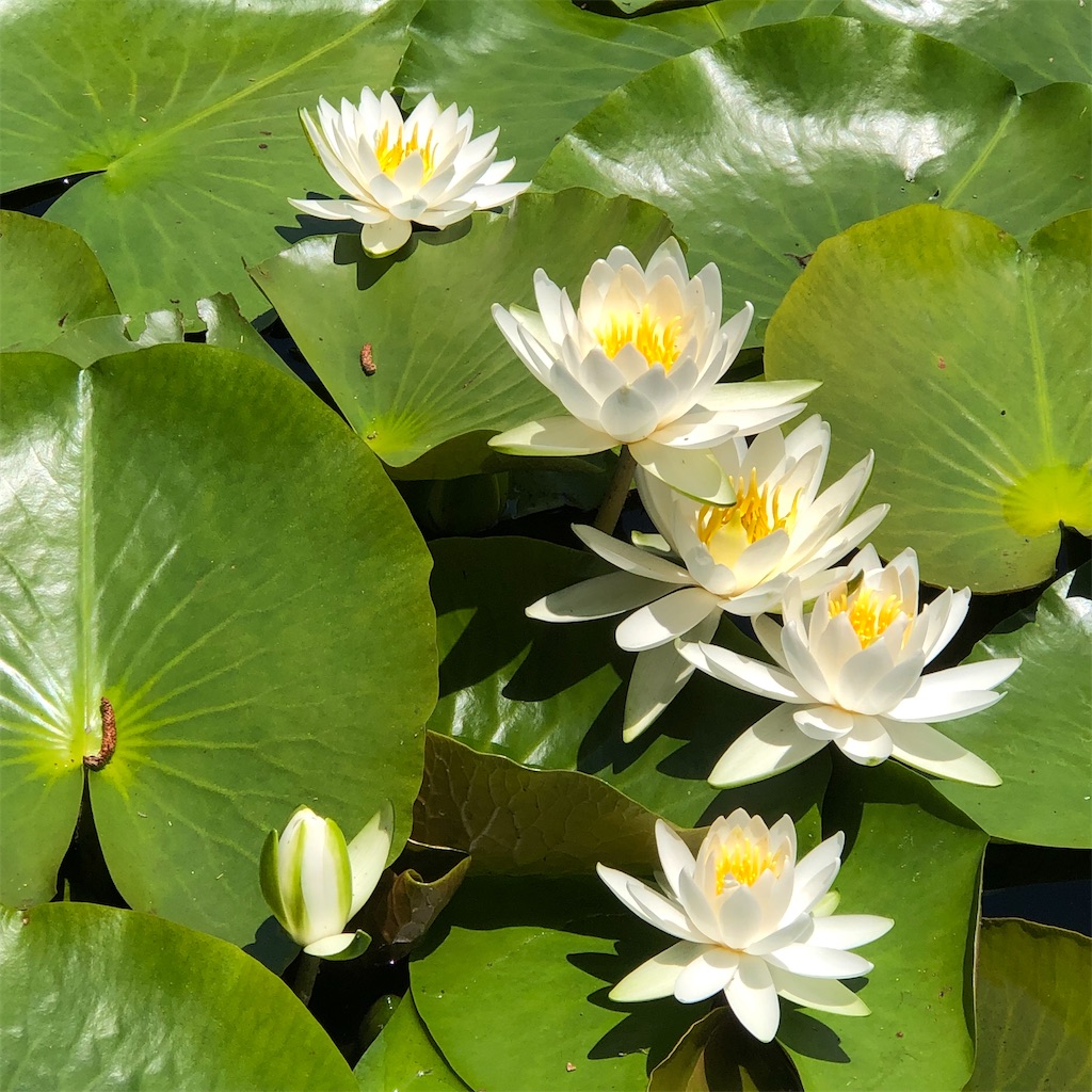 f:id:annesea:20210621201106j:image