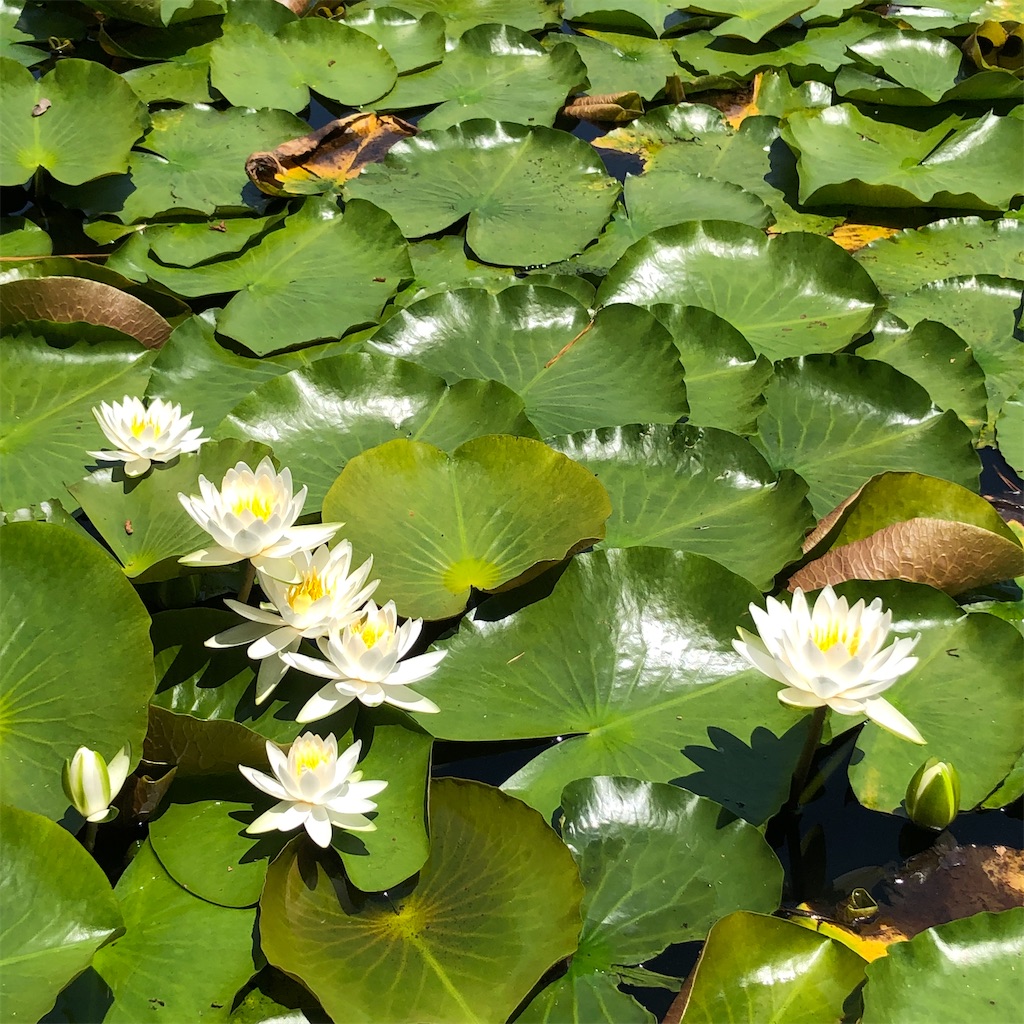 f:id:annesea:20210621201127j:image