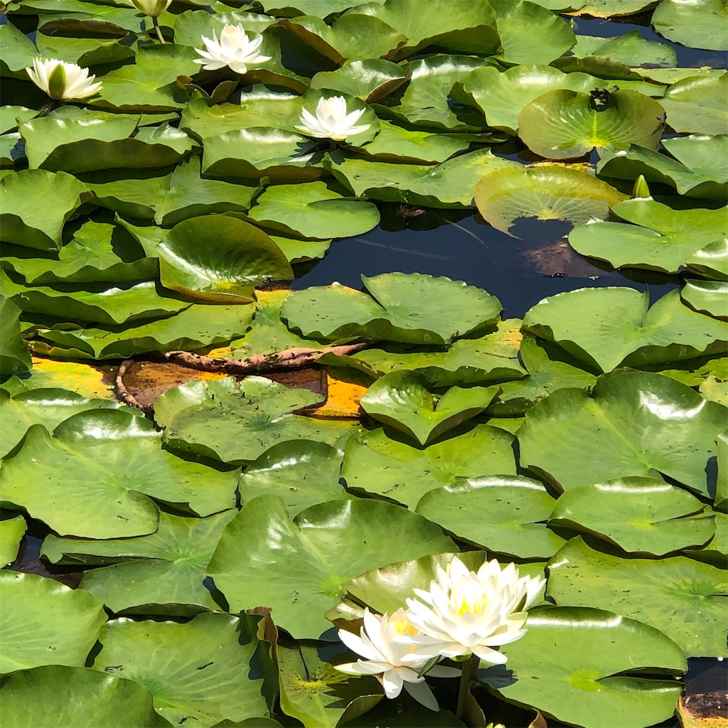 f:id:annesea:20210621201131j:image