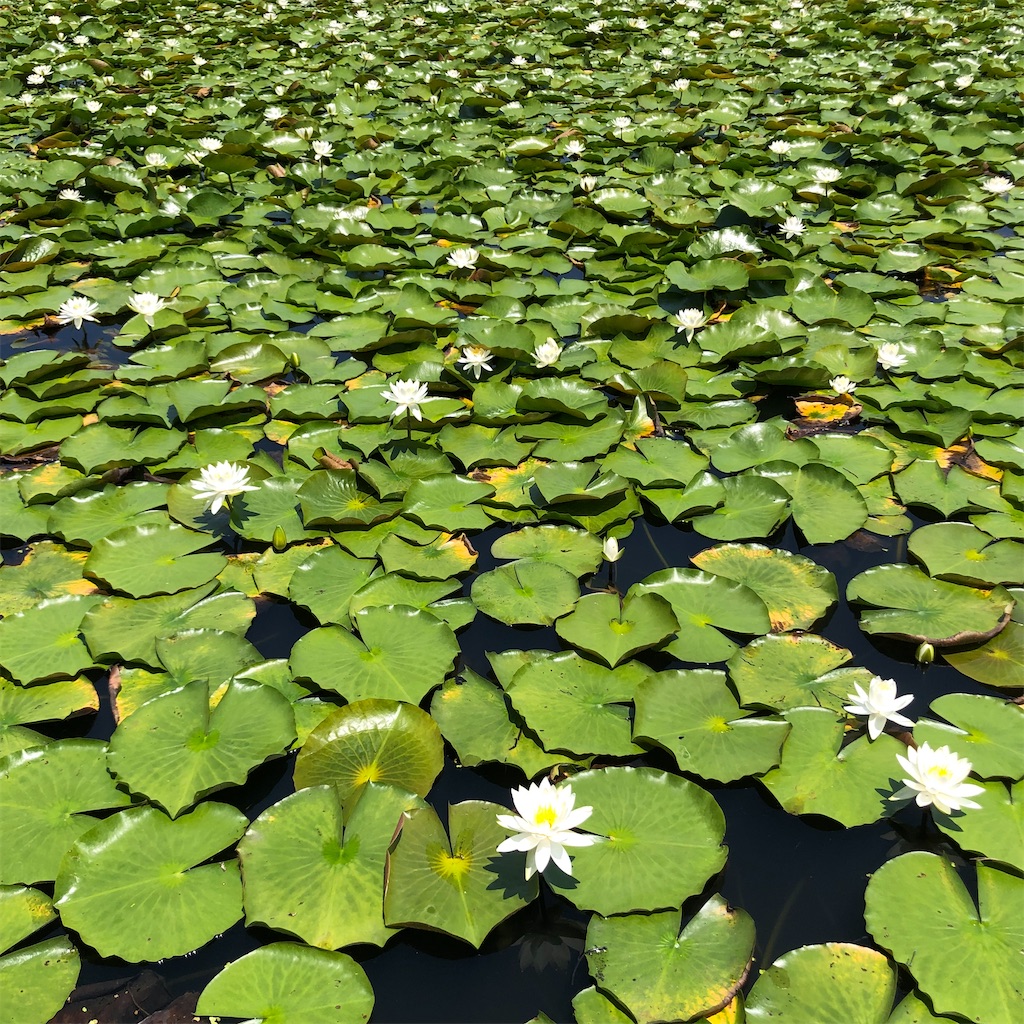 f:id:annesea:20210621201143j:image