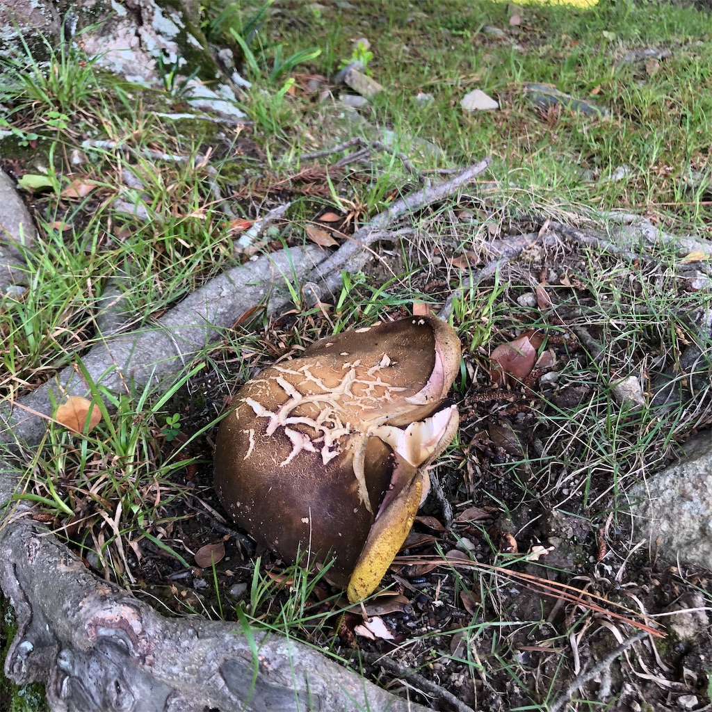 f:id:annesea:20210621201157j:image