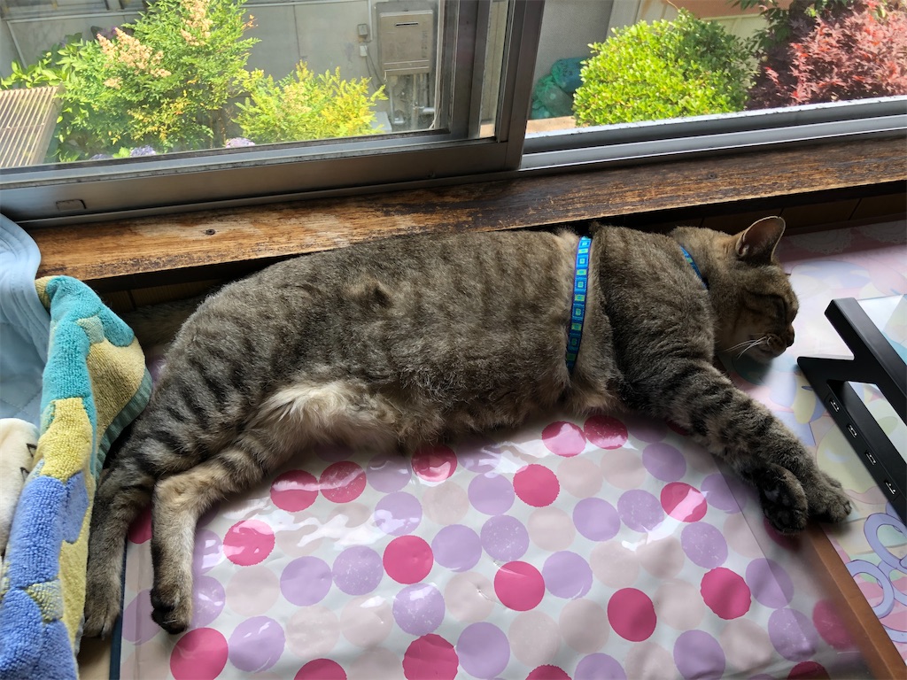 f:id:annesea:20210622002847j:image