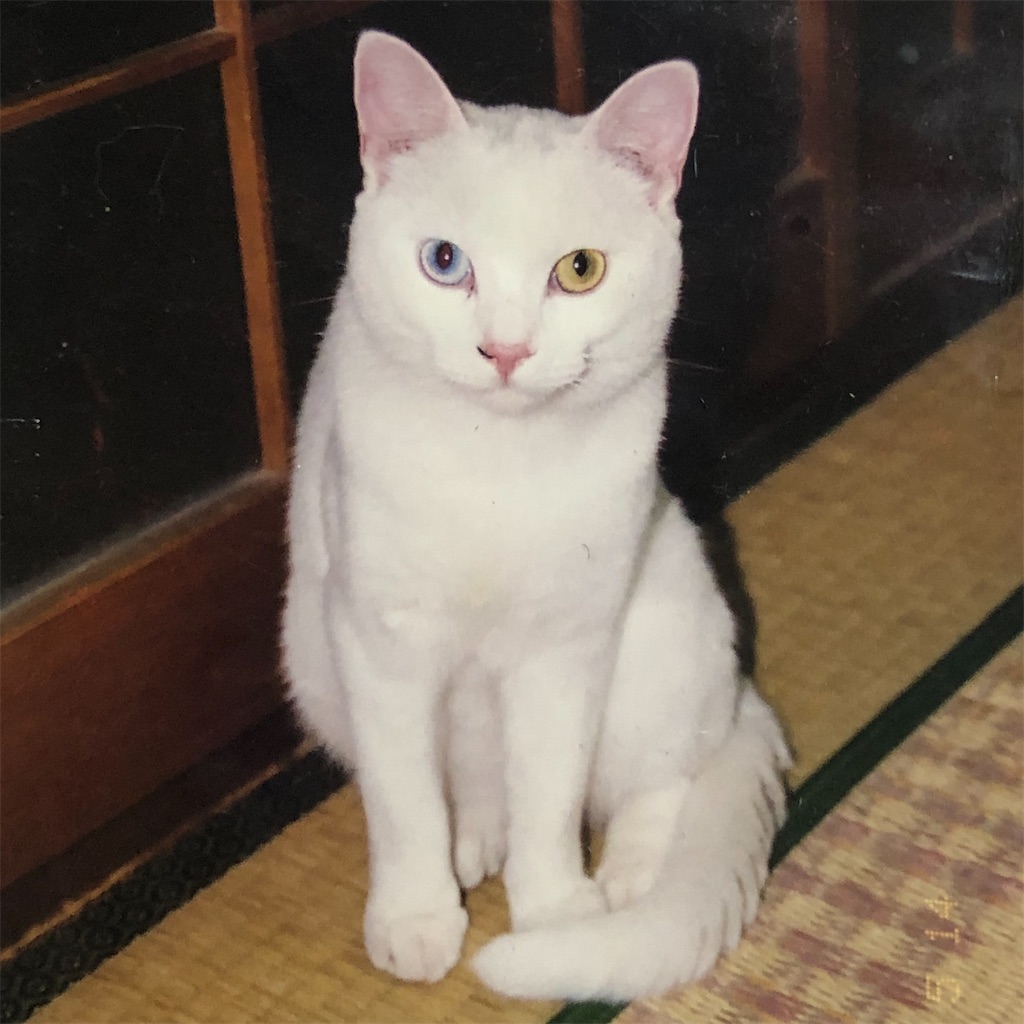 f:id:annesea:20210622003216j:image