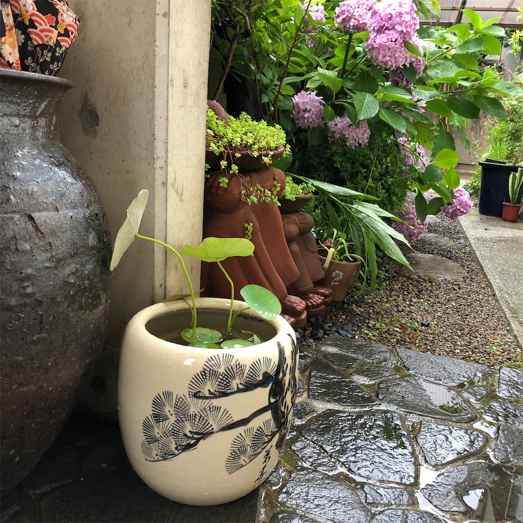 f:id:annesea:20210707174933j:image