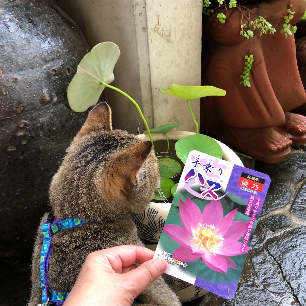 火鉢に手乗りハスでメダカをお迎えする準備完了 猫の名はプーチン The Silly Alley Cat S Blog