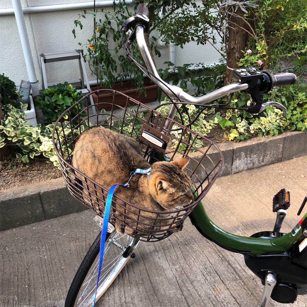 f:id:annesea:20210720180940j:image