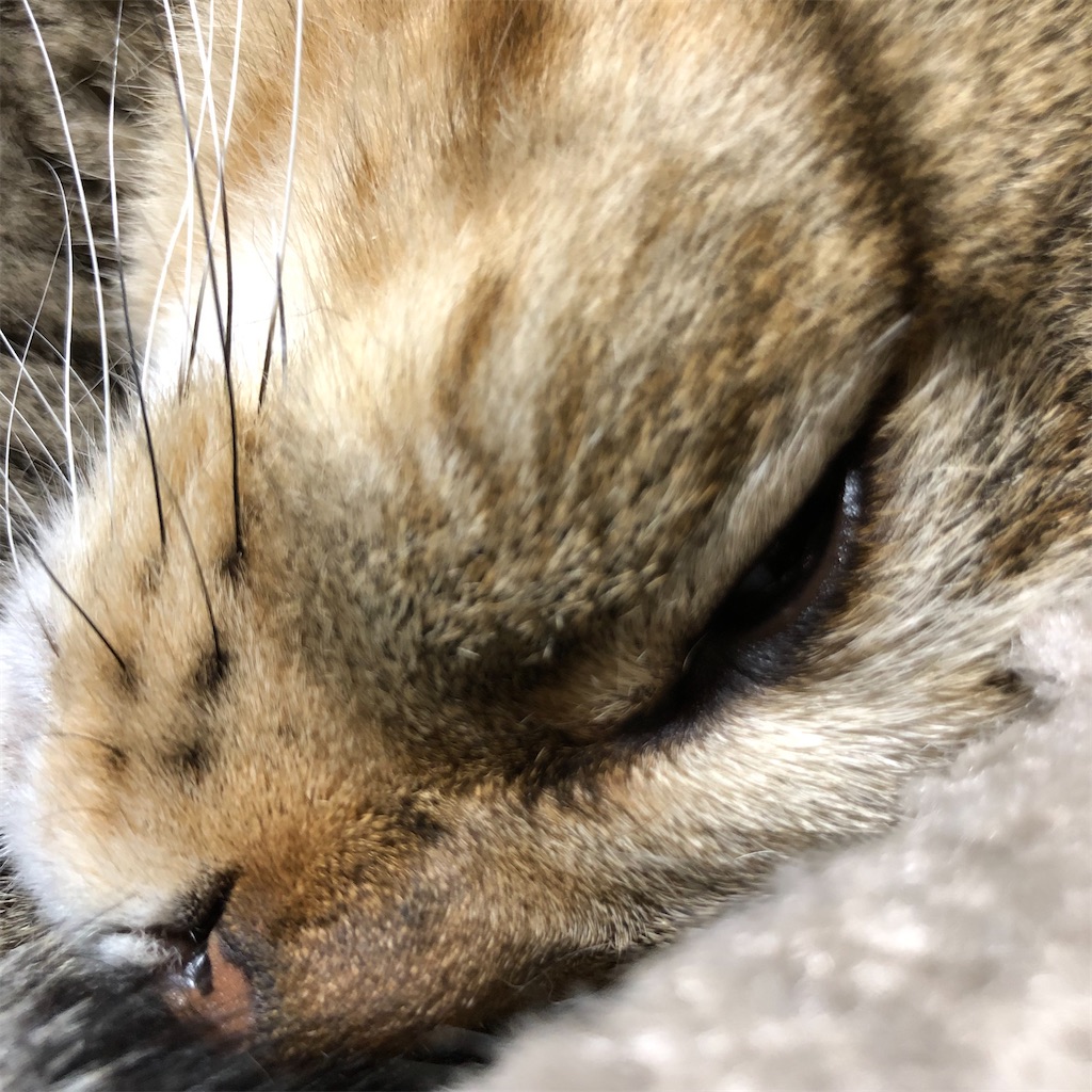 f:id:annesea:20211001230908j:image