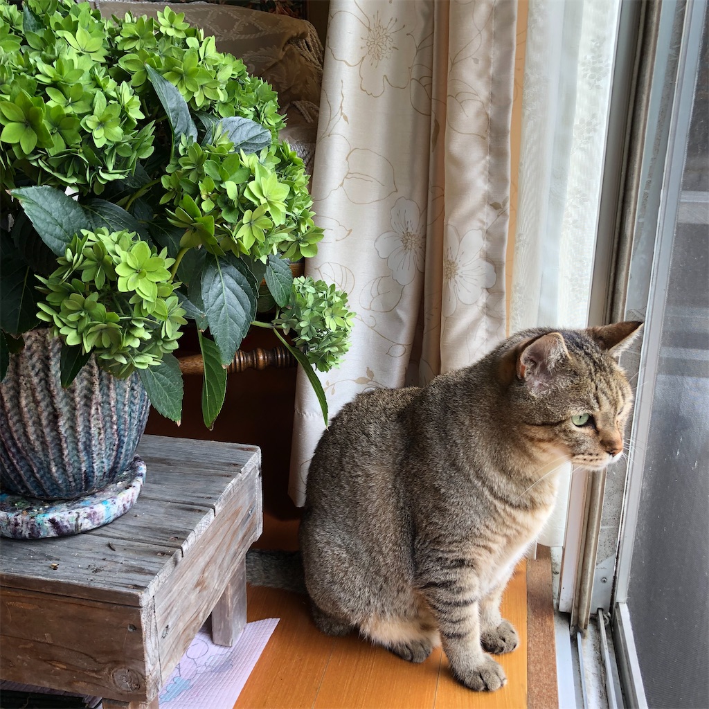 猫の名はプーチン The Silly Alley Cat S Blog