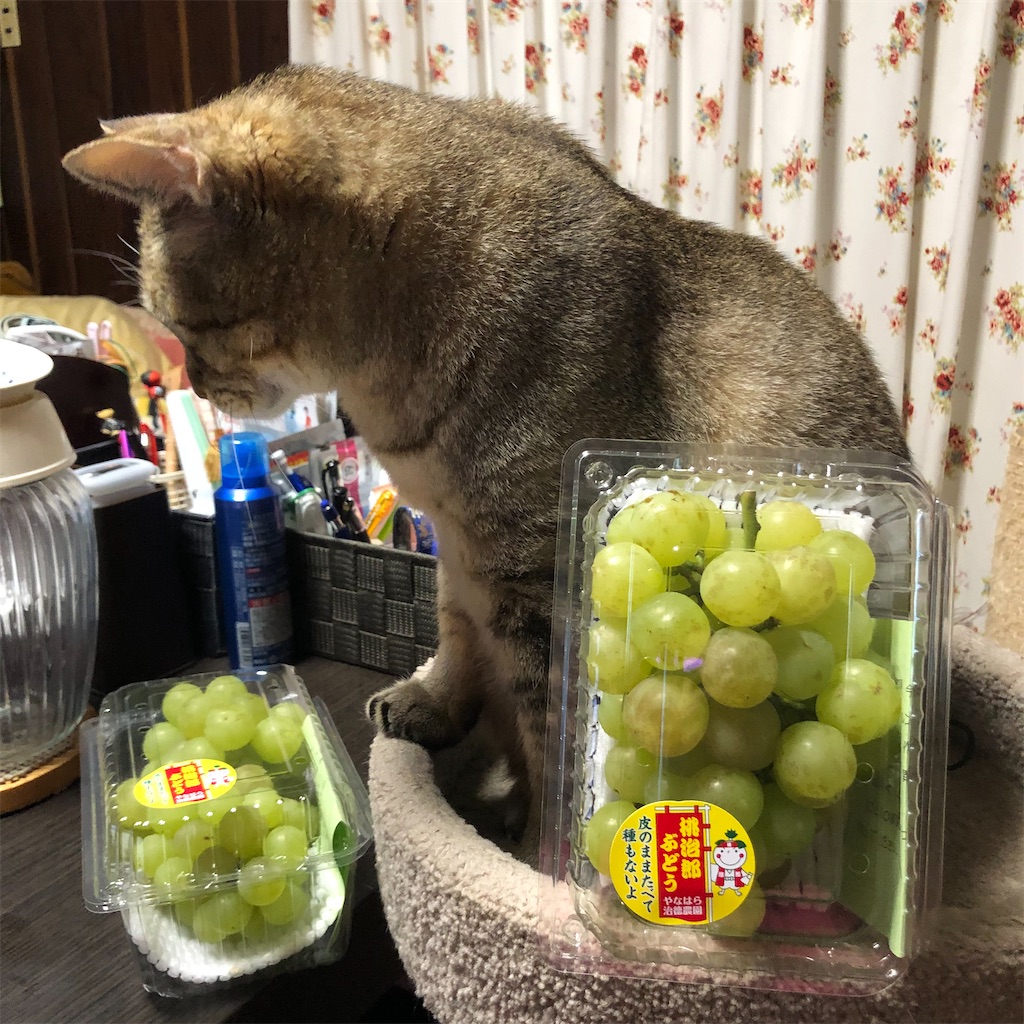 f:id:annesea:20221024214121j:image
