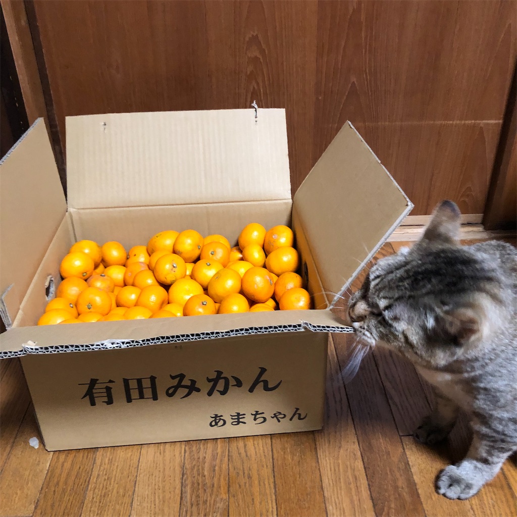 f:id:annesea:20221223223625j:image