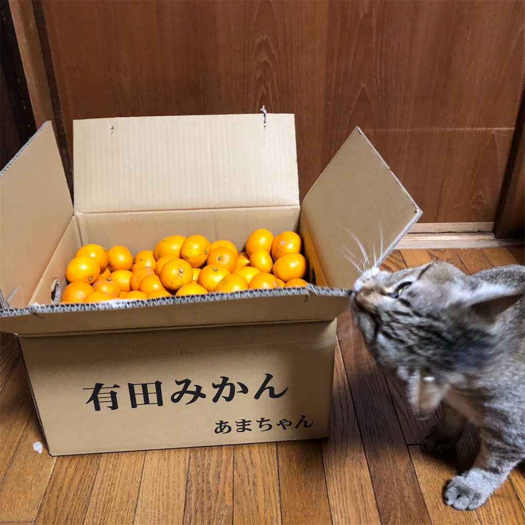 f:id:annesea:20221223223628j:image