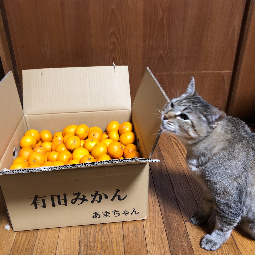 f:id:annesea:20221223223638j:image