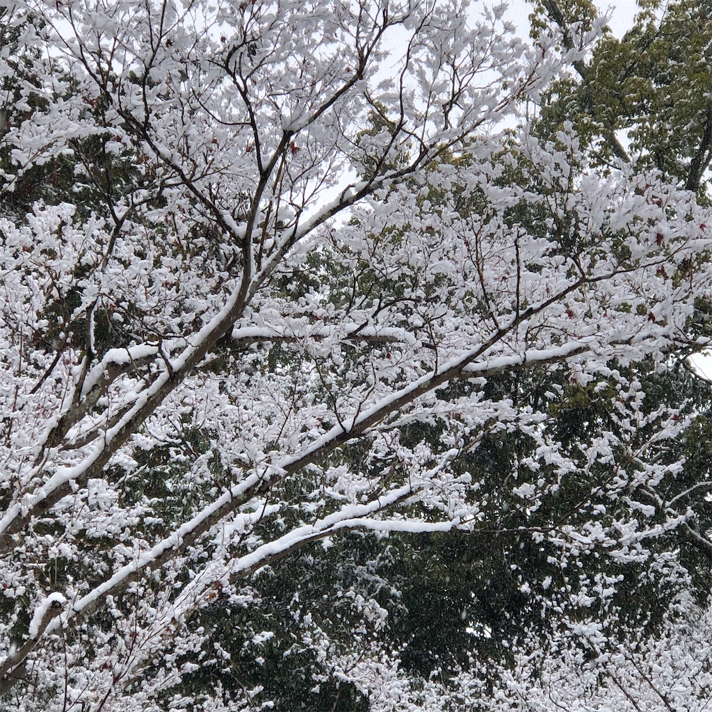 f:id:annesea:20221224202126j:image
