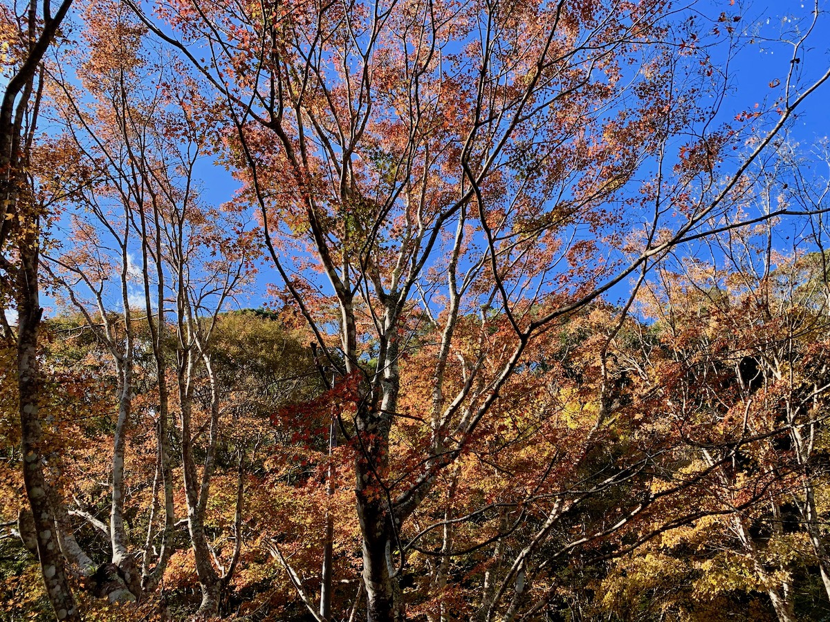 f:id:annex_n:20191204213304j:plain