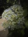 20070526110249