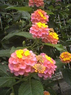 f:id:annhobby:20070624112505j:image