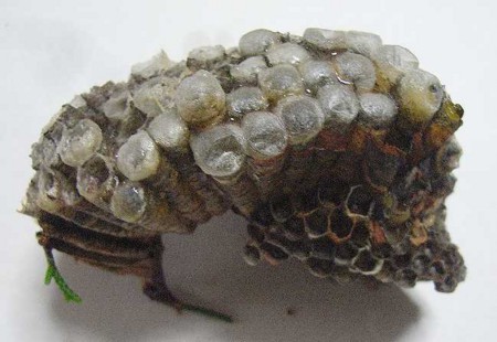 f:id:annhobby:20090802172527j:image