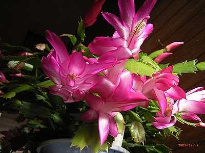 f:id:annhobby:20091202092207j:image