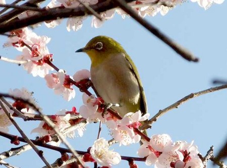 f:id:annhobby:20100311084211j:image