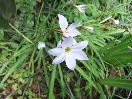 f:id:annhobby:20100331070623j:image