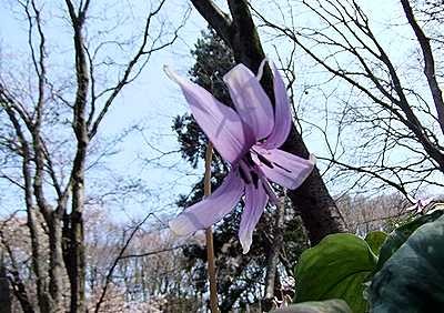 f:id:annhobby:20100407065643j:image