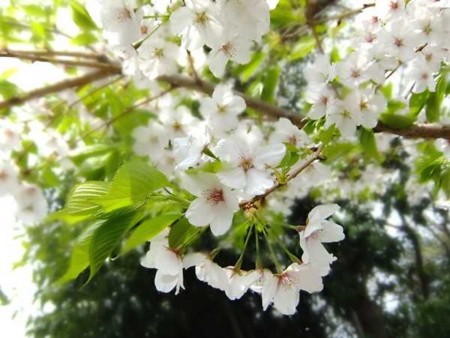 f:id:annhobby:20100411073438j:image