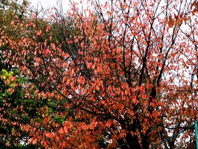 20101103063005