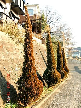 f:id:annhobby:20110204134357j:image