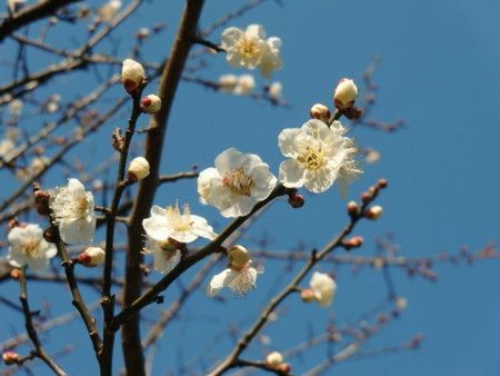 f:id:annhobby:20110214092044j:image
