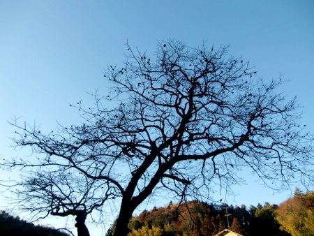 f:id:annhobby:20110219180045j:image