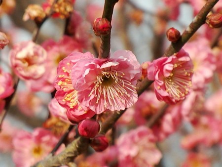 f:id:annhobby:20110222131930j:image