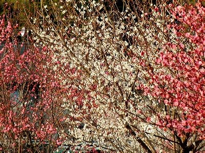 f:id:annhobby:20110223172548j:image