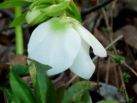 f:id:annhobby:20110227151303j:image