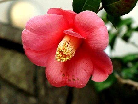 f:id:annhobby:20110329084828j:image