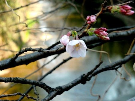 f:id:annhobby:20110402072211j:image