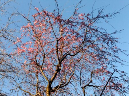 f:id:annhobby:20110408070000j:image