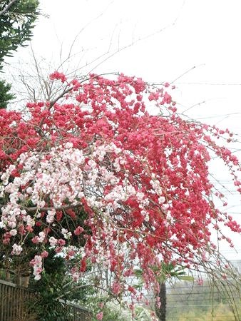 f:id:annhobby:20110411134851j:image