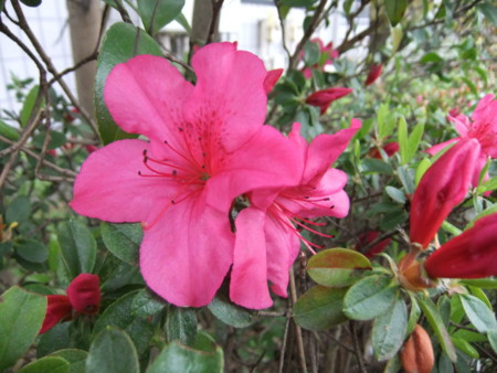 f:id:annhobby:20110419153713j:image