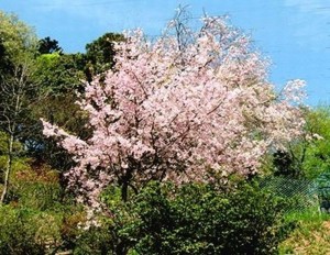f:id:annhobby:20110419163345j:image